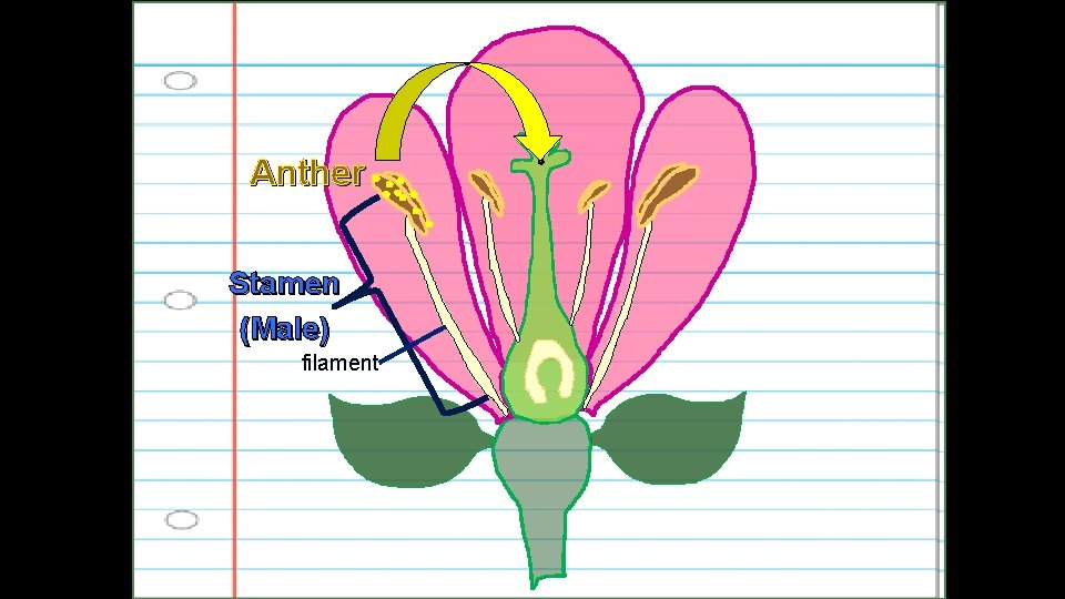 Anther Stamen (Male) filament 