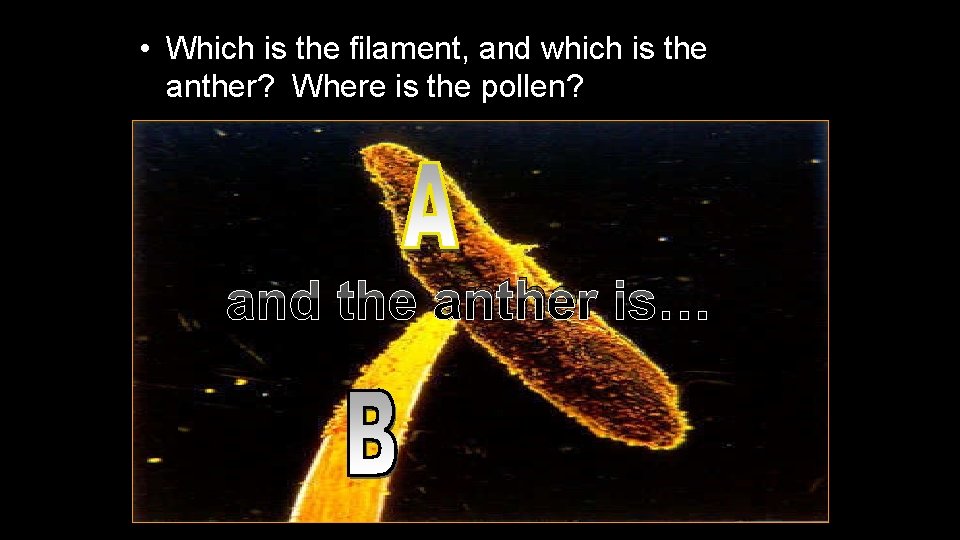  • Which is the filament, and which is the anther? Where is the