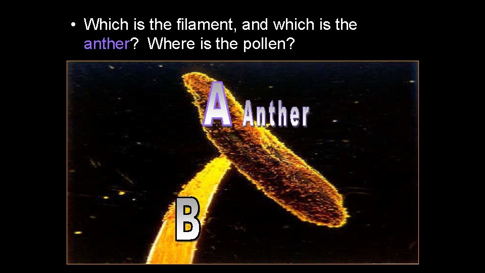  • Which is the filament, and which is the anther? Where is the