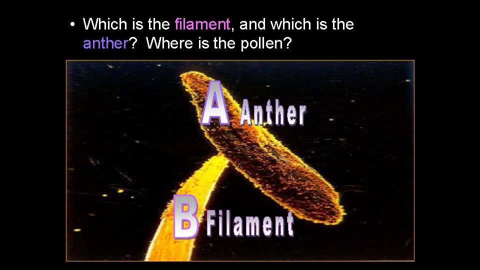  • Which is the filament, and which is the anther? Where is the