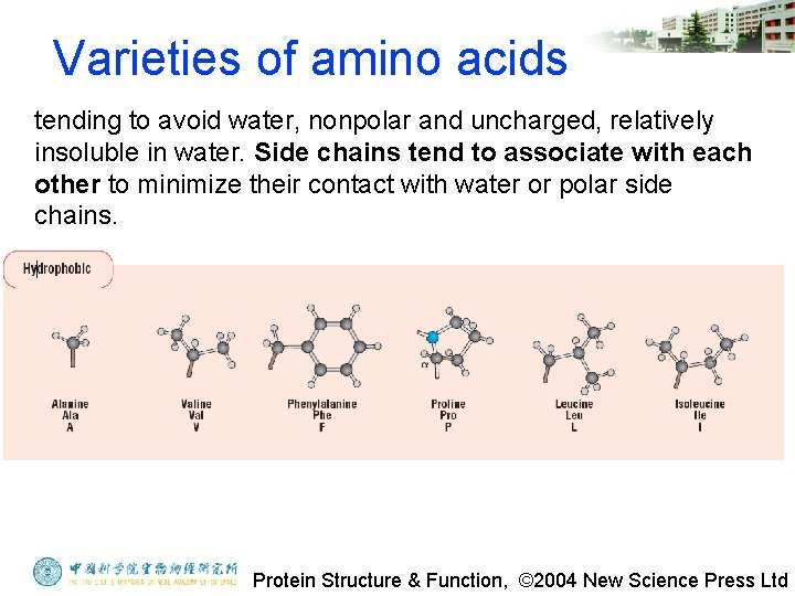 Varieties of amino acids tending to avoid water, nonpolar and uncharged, relatively insoluble in