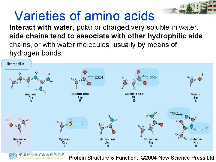 Varieties of amino acids Interact with water, polar or charged, very soluble in water.