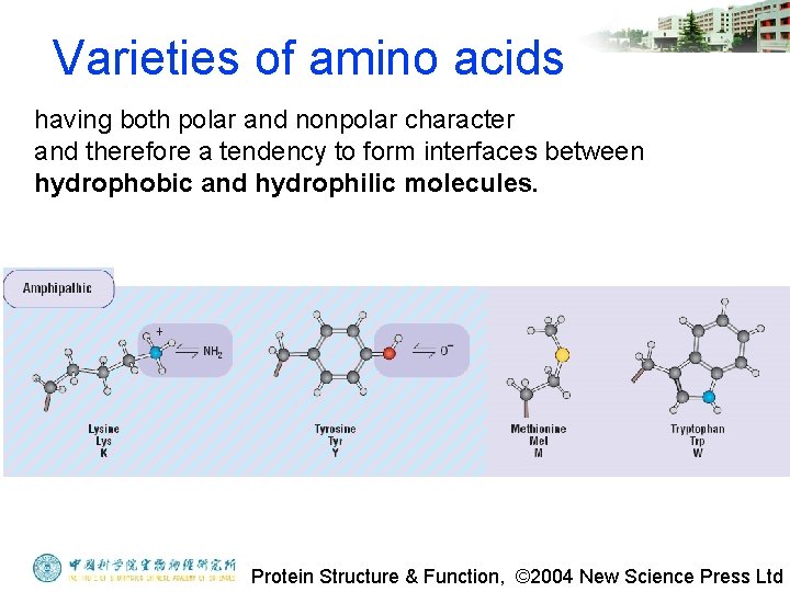 Varieties of amino acids having both polar and nonpolar character and therefore a tendency
