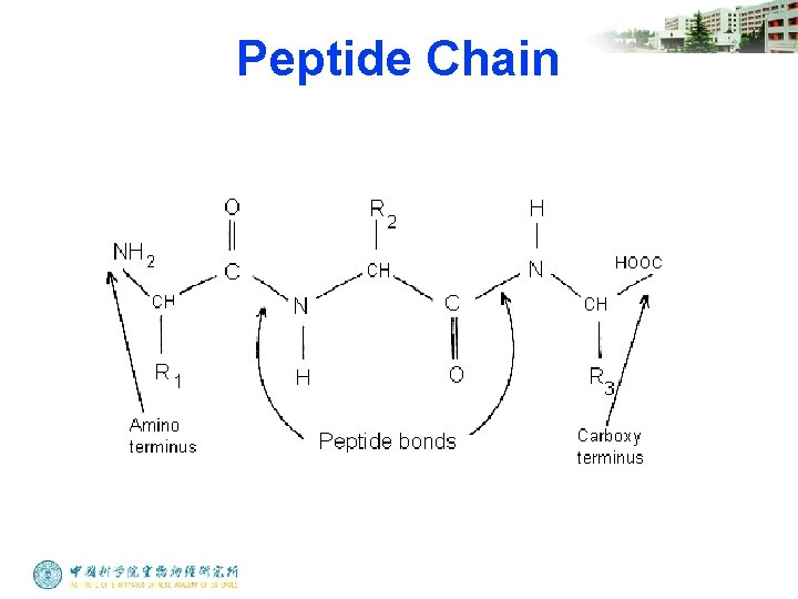 Peptide Chain 