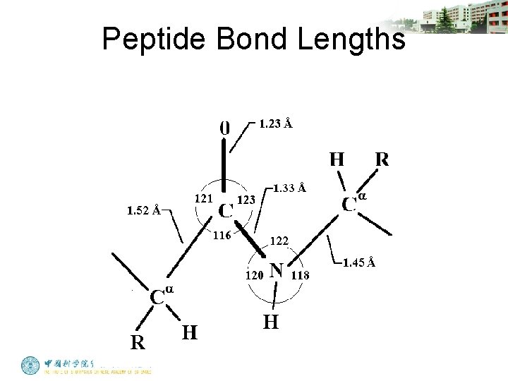 Peptide Bond Lengths 