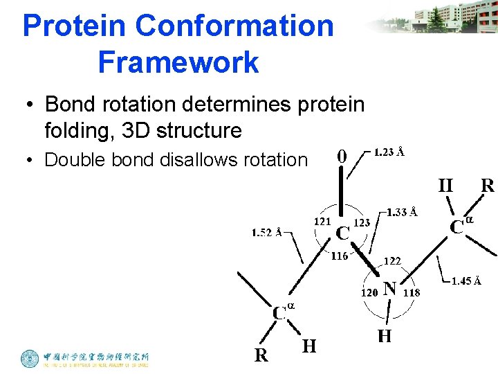 Protein Conformation Framework • Bond rotation determines protein folding, 3 D structure • Double