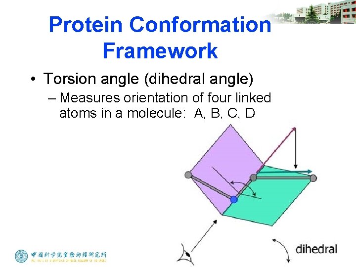 Protein Conformation Framework • Torsion angle (dihedral angle) – Measures orientation of four linked