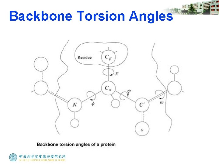 Backbone Torsion Angles 