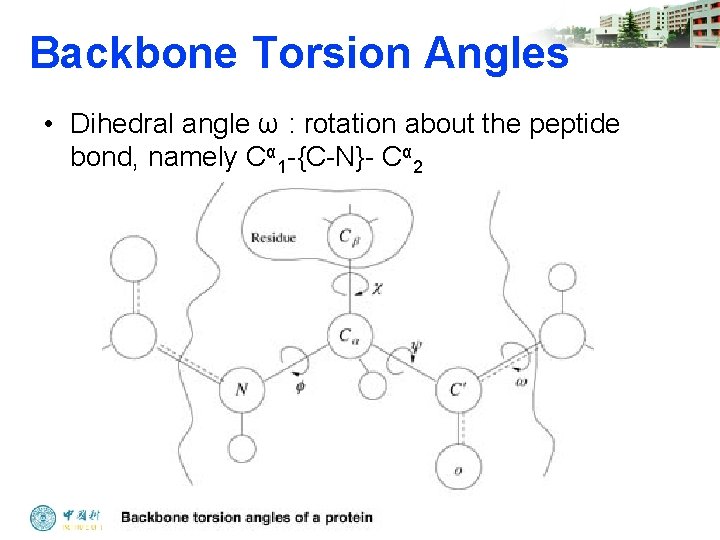Backbone Torsion Angles • Dihedral angle ω : rotation about the peptide bond, namely