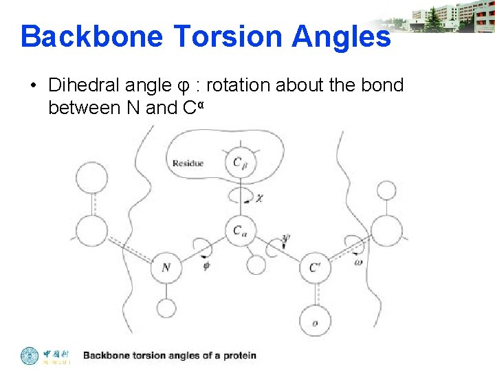 Backbone Torsion Angles • Dihedral angle φ : rotation about the bond between N