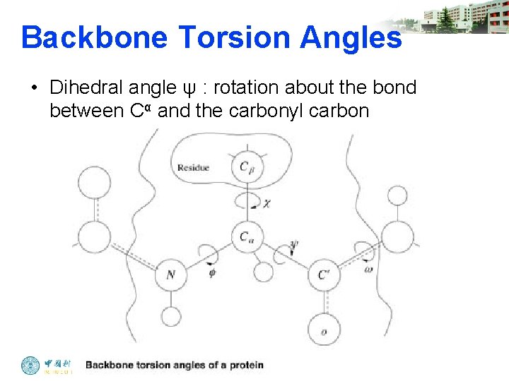 Backbone Torsion Angles • Dihedral angle ψ : rotation about the bond between Cα