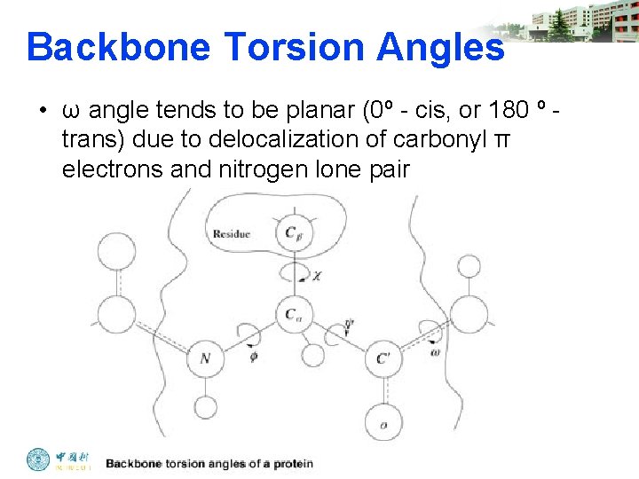 Backbone Torsion Angles • ω angle tends to be planar (0º - cis, or