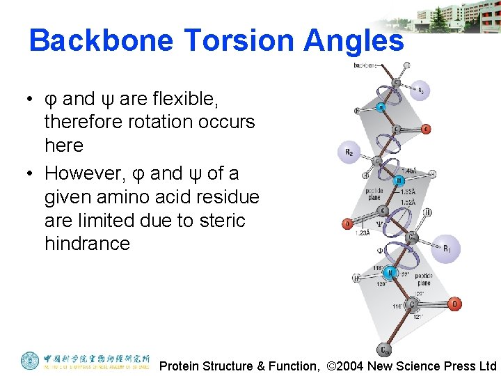 Backbone Torsion Angles • φ and ψ are flexible, therefore rotation occurs here •