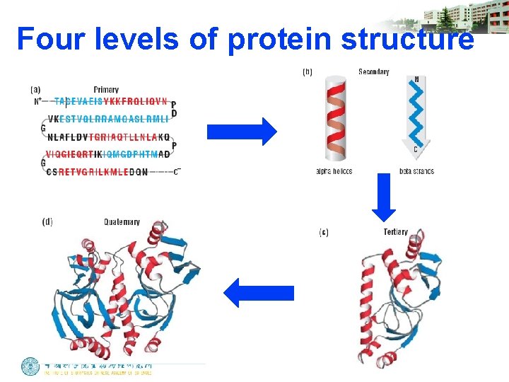 Four levels of protein structure 