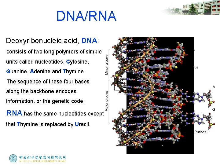 DNA/RNA Deoxyribonucleic acid, DNA: consists of two long polymers of simple units called nucleotides,