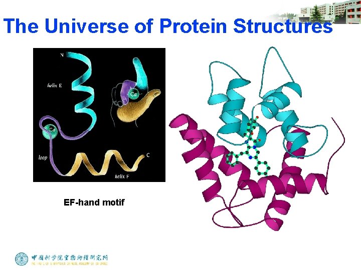 The Universe of Protein Structures EF-hand motif 