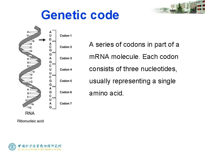 Genetic code A series of codons in part of a m. RNA molecule. Each