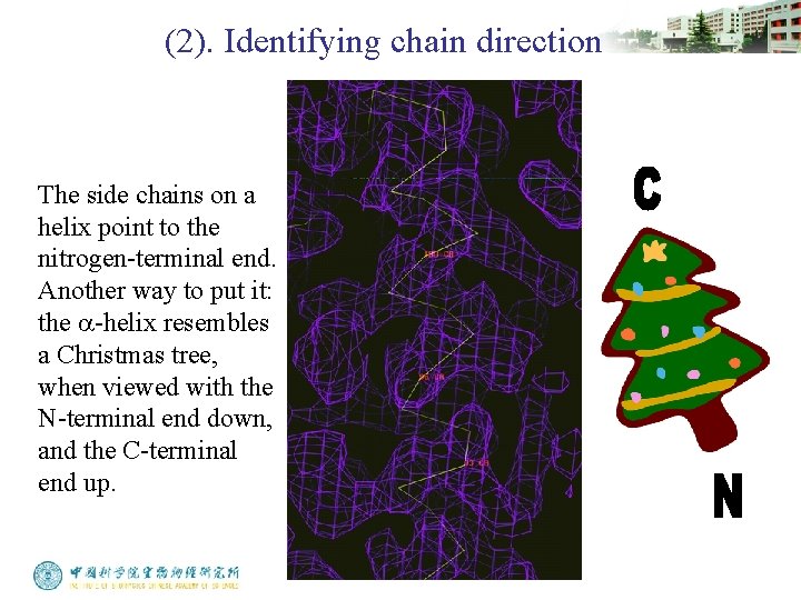 (2). Identifying chain direction The side chains on a helix point to the nitrogen-terminal
