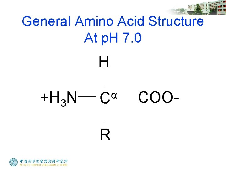 General Amino Acid Structure At p. H 7. 0 H +H 3 N α