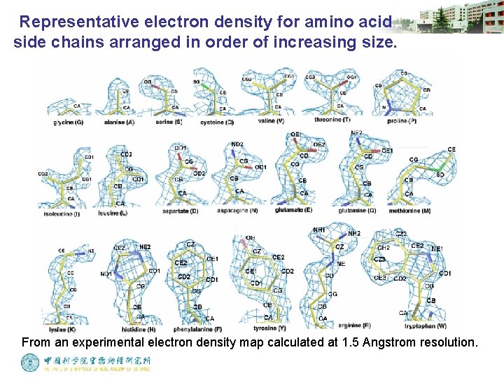 Representative electron density for amino acid side chains arranged in order of increasing size.