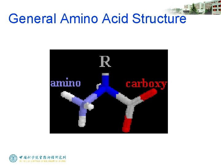 General Amino Acid Structure 