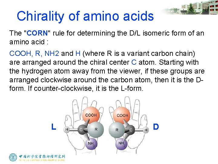 Chirality of amino acids The "CORN" rule for determining the D/L isomeric form of