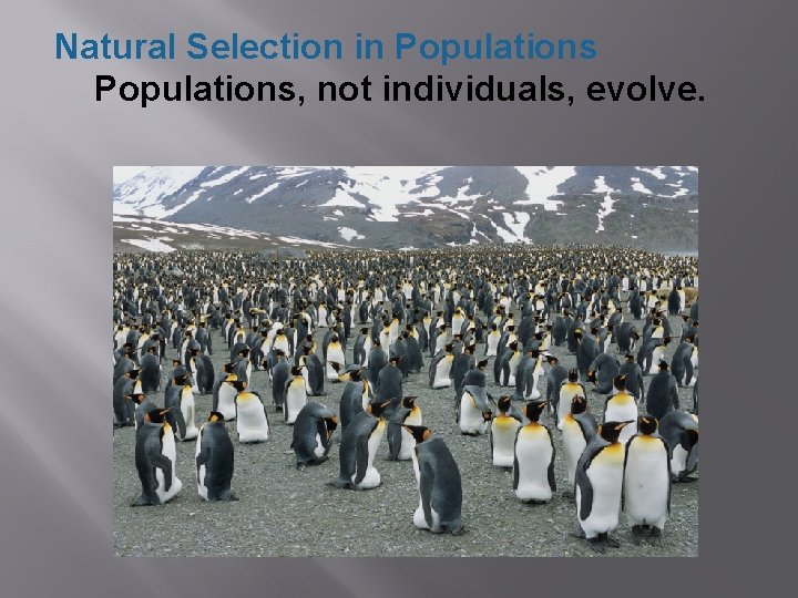 Natural Selection in Populations, not individuals, evolve. 