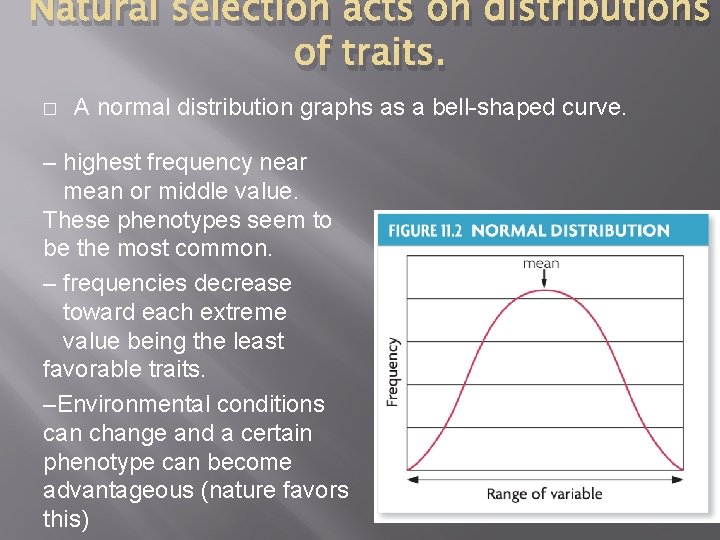 Natural selection acts on distributions of traits. � A normal distribution graphs as a