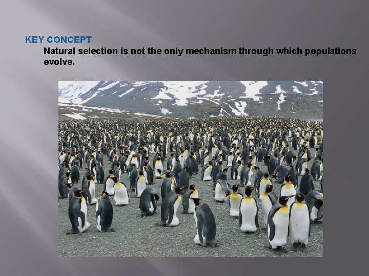 KEY CONCEPT Natural selection is not the only mechanism through which populations evolve. 