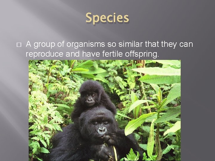 Species � A group of organisms so similar that they can reproduce and have