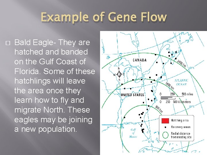 Example of Gene Flow � Bald Eagle- They are hatched and banded on the