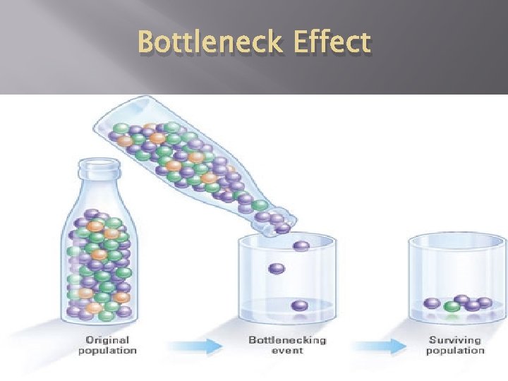 Bottleneck Effect 