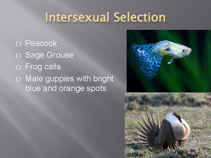 Intersexual Selection � � Peacock Sage Grouse Frog calls Male guppies with bright blue
