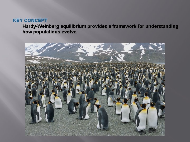 KEY CONCEPT Hardy-Weinberg equilibrium provides a framework for understanding how populations evolve. 