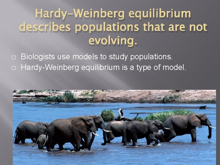 Hardy-Weinberg equilibrium describes populations that are not evolving. � � Biologists use models to