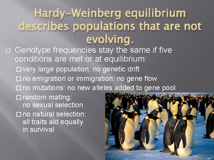 � Hardy-Weinberg equilibrium describes populations that are not evolving. Genotype frequencies stay the same