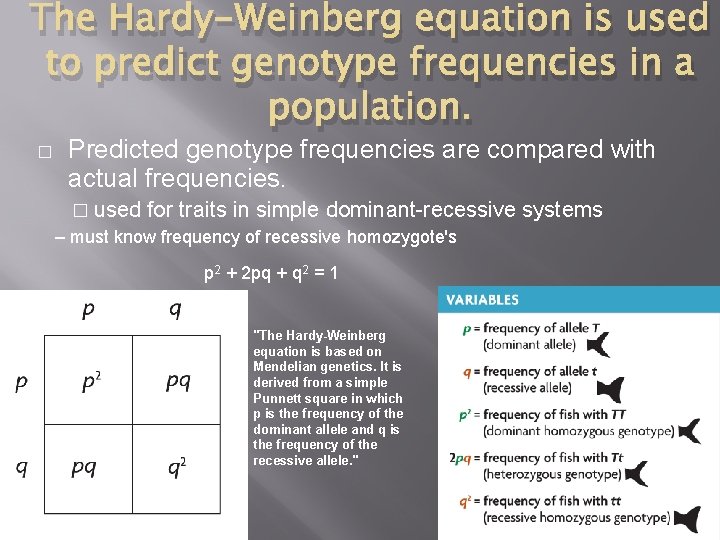 The Hardy-Weinberg equation is used to predict genotype frequencies in a population. � Predicted