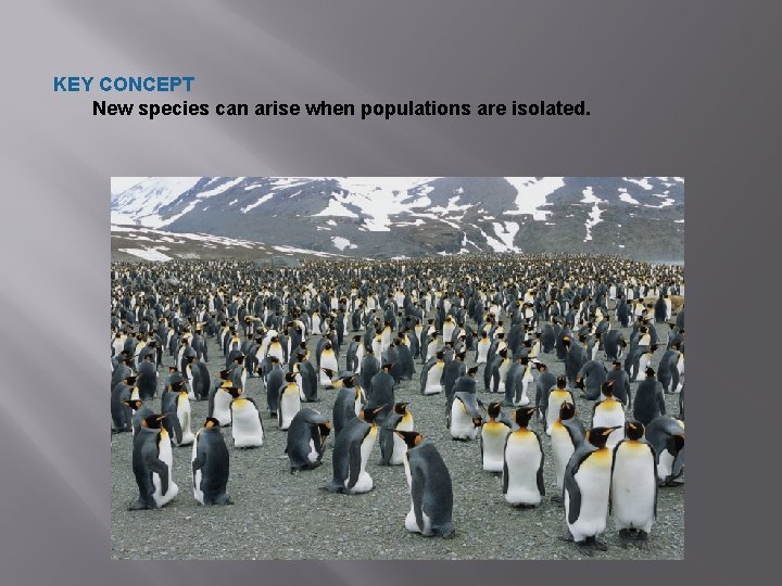 KEY CONCEPT New species can arise when populations are isolated. 