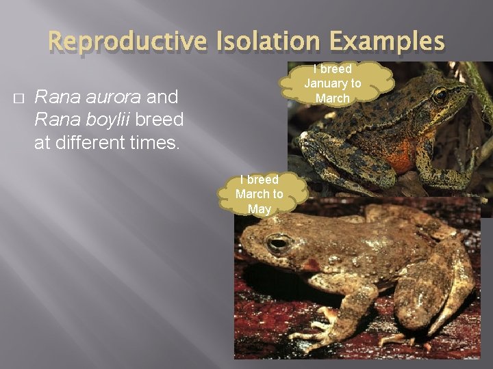 Reproductive Isolation Examples � I breed January to March Rana aurora and Rana boylii