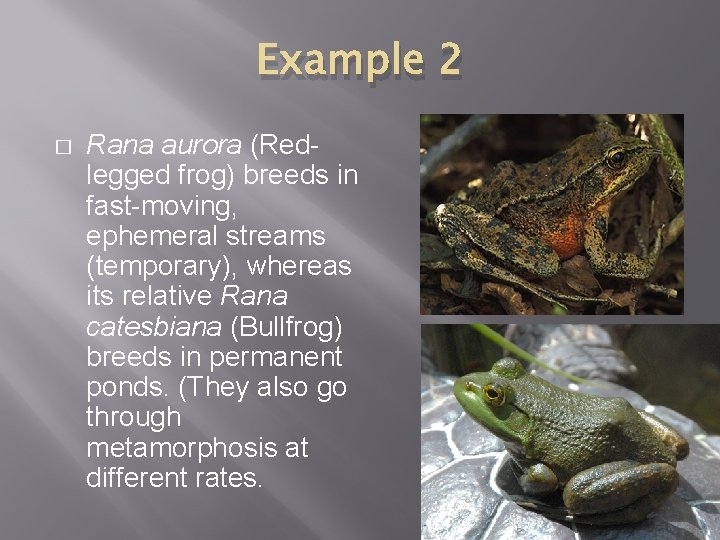 Example 2 � Rana aurora (Redlegged frog) breeds in fast-moving, ephemeral streams (temporary), whereas