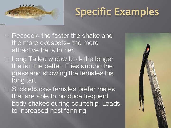 Specific Examples � � � Peacock- the faster the shake and the more eyespots=