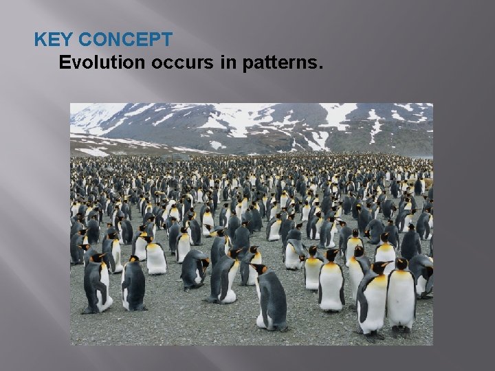 KEY CONCEPT Evolution occurs in patterns. 