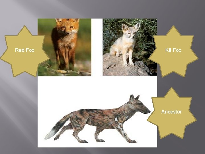 Red Fox Kit Fox Ancestor 