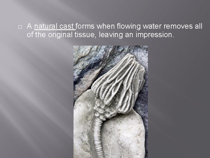 � A natural cast forms when flowing water removes all of the original tissue,