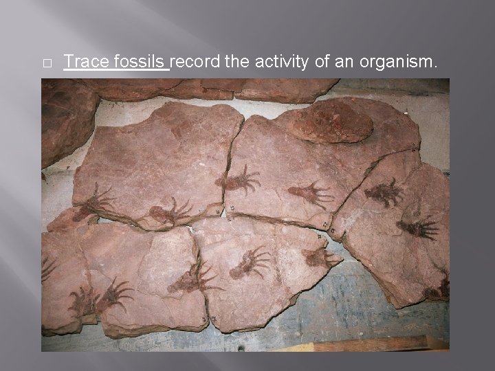� Trace fossils record the activity of an organism. 