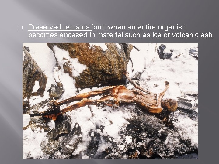 � Preserved remains form when an entire organism becomes encased in material such as