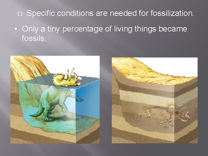 � Specific conditions are needed for fossilization. • Only a tiny percentage of living