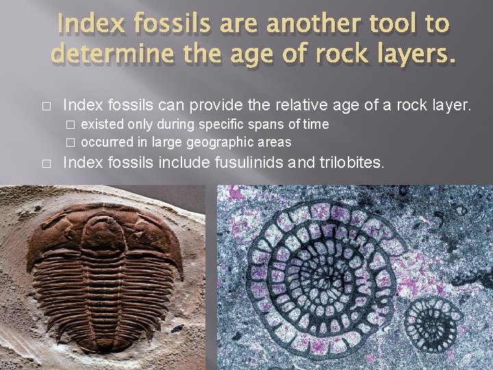 Index fossils are another tool to determine the age of rock layers. � Index