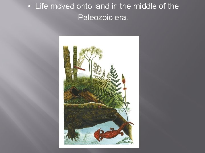  • Life moved onto land in the middle of the Paleozoic era. 