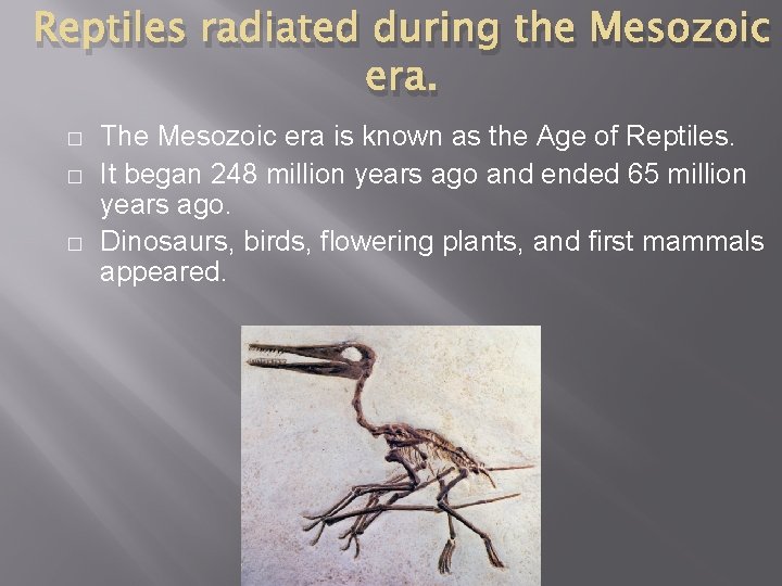 Reptiles radiated during the Mesozoic era. � � � The Mesozoic era is known